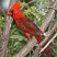 Northern Cardinal